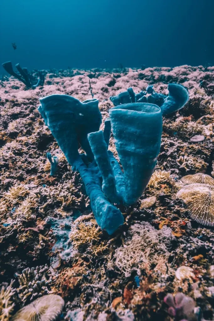 Try Scuba Diving in Gili Trawangan — Course image 1