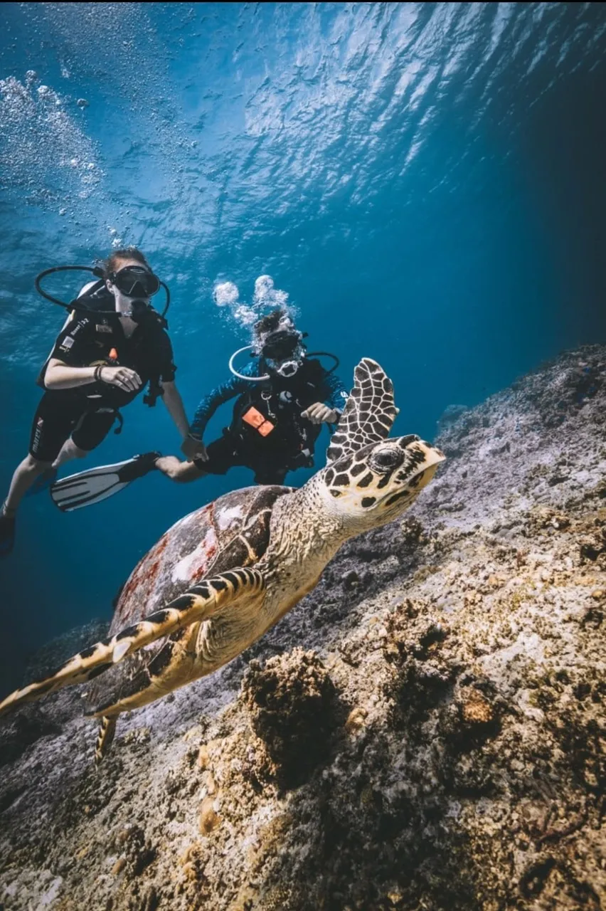 Try Scuba Diving in Koh Tao