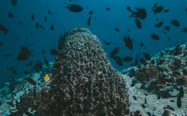 Bull shark over Chumphon Pinnacle