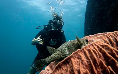 Leopard shark over Garang Heng