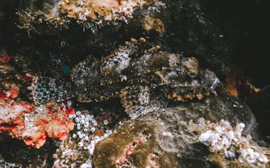 Drift over coral, great for night dives