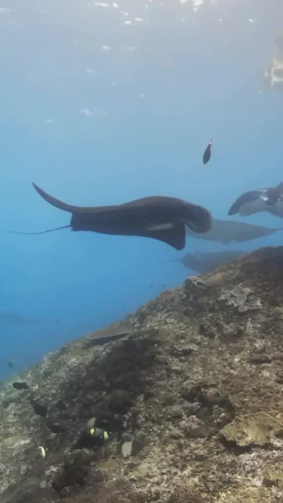 Year-round mantas, 3 cleaning stations