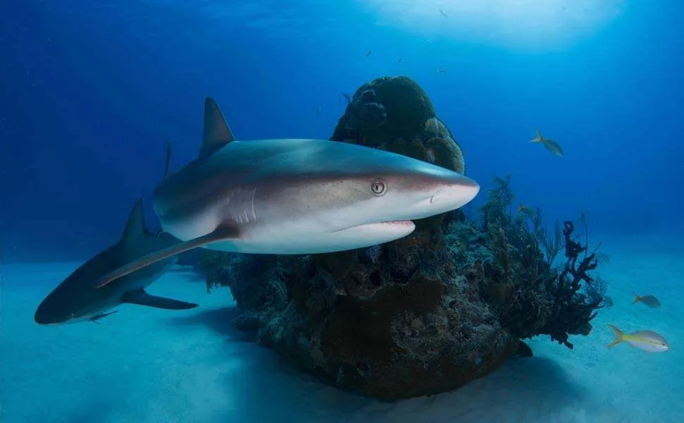 Shark at Shark Point