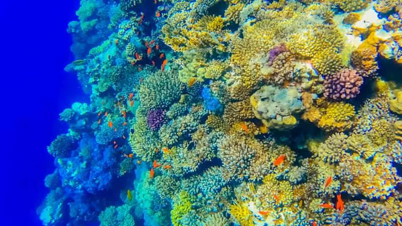 Inmersión en la hora dorada, tiburones de arrecife