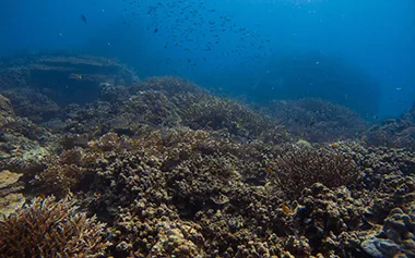 Anemonefish at Twins